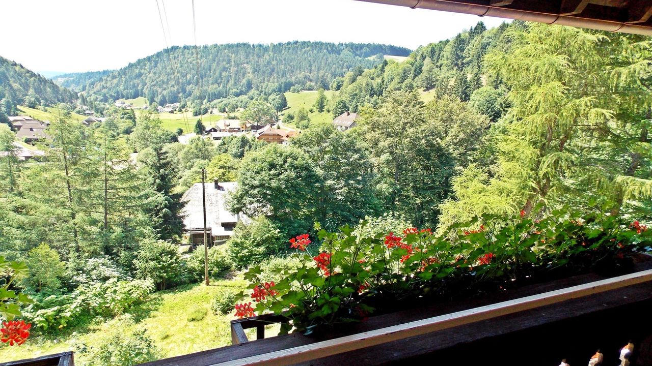 ViewSummer ViewSummer